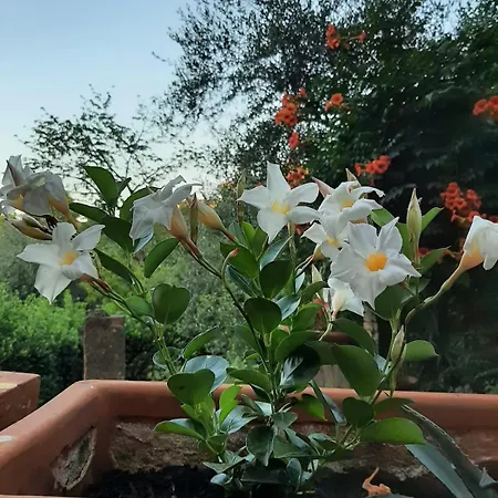 Relax A Due Passi Dal Campo شقة سيينا